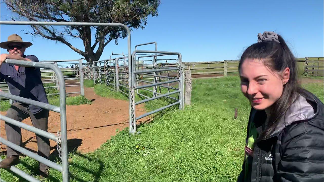 Teaching the Next Generation of Vets to Fertility Test Bulls YouTube