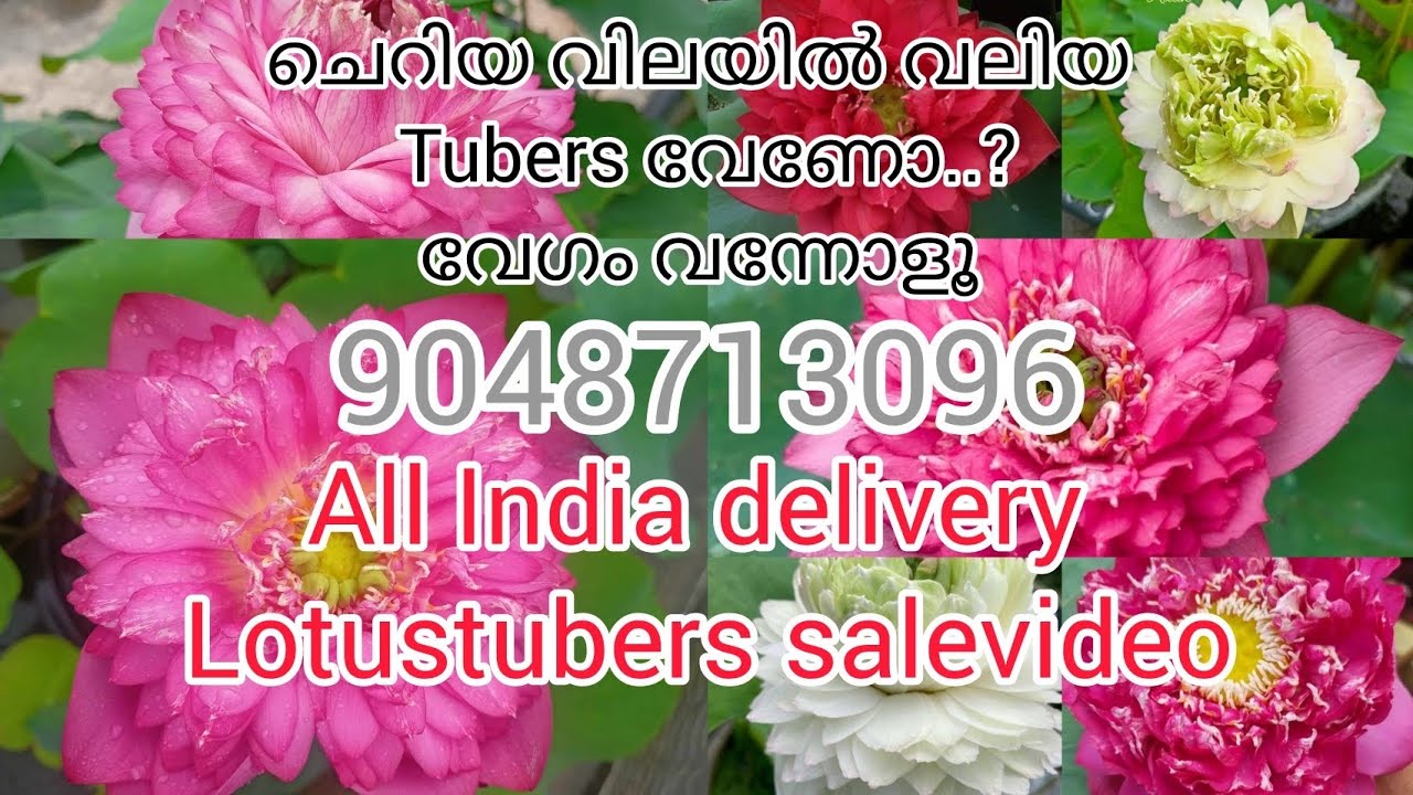 ചെറിയ വിലയിൽ വലിയ tubers വേണോ /lotustubers salevideo/9048713096