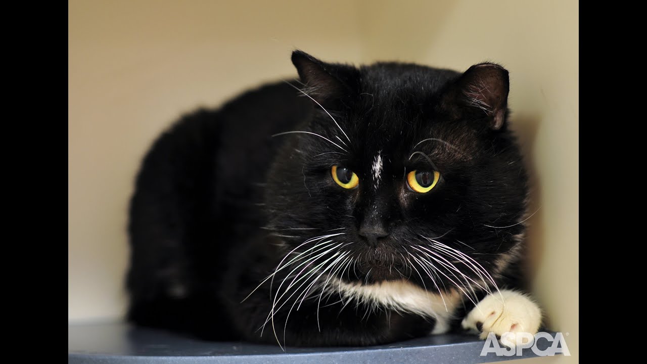 cute cats for sale ASPCA Pet of the Week: Patty