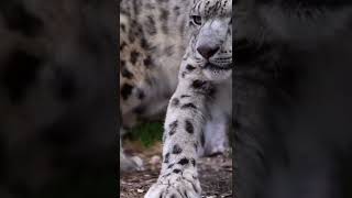 This Snow❄️ leopard is so beautiful!!! wow 😍 screenshot 2