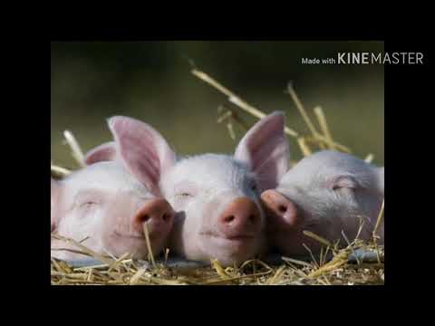 Die Würde des Schweins ist unantastbar - von Reinhard Mey