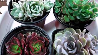 [황금정원 golden garden,  다육식물 키우기 succulent plant] 꼭 키워보고 싶은 다육…