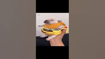 I M Not That Innocent Foryoupage Funnyshorts Dogs 