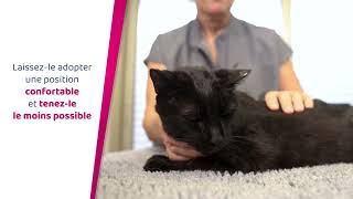 Comment Appliquer Une Pipette À Votre Chat ?