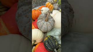 Gordon Skagit Farms in Washington with the most stunning pumpkins #falldecor #pumpkinpatch