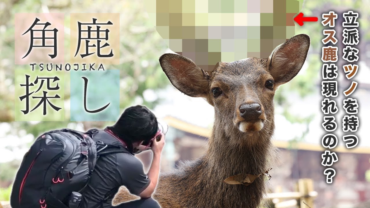 超かっこいい角鹿 ツノジカ を探しに奈良公園へ ごりらいおん編集部 Note 超かっこいい角鹿 ツノジカ を探しに奈良公園へ ごりらいおん編集部 Note