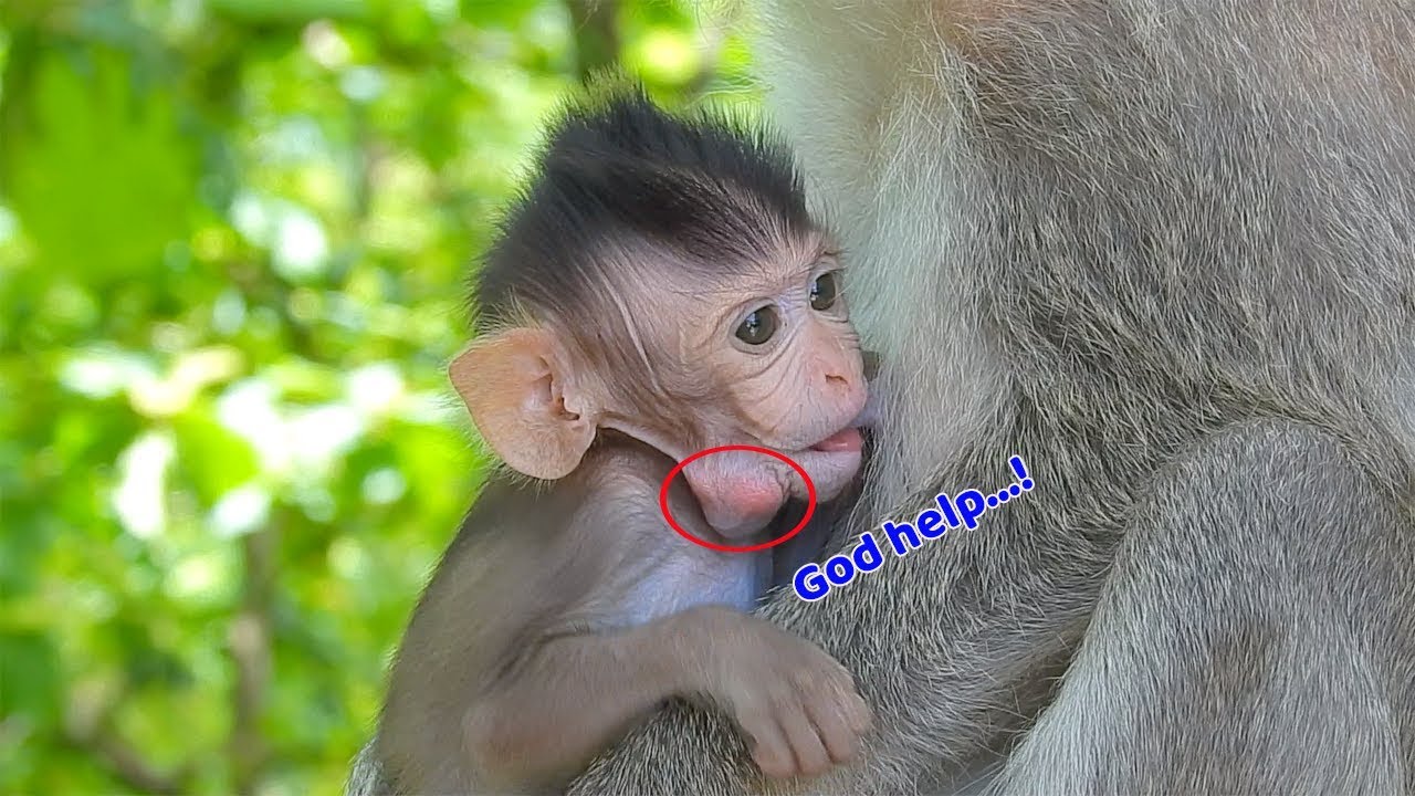 baby monkey crying for milk What wrong happens on Missy mouth pouch area - It look big swollen and very red color