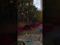 Rockin around the christmas tree.... and i thought she had an ornament 🐛