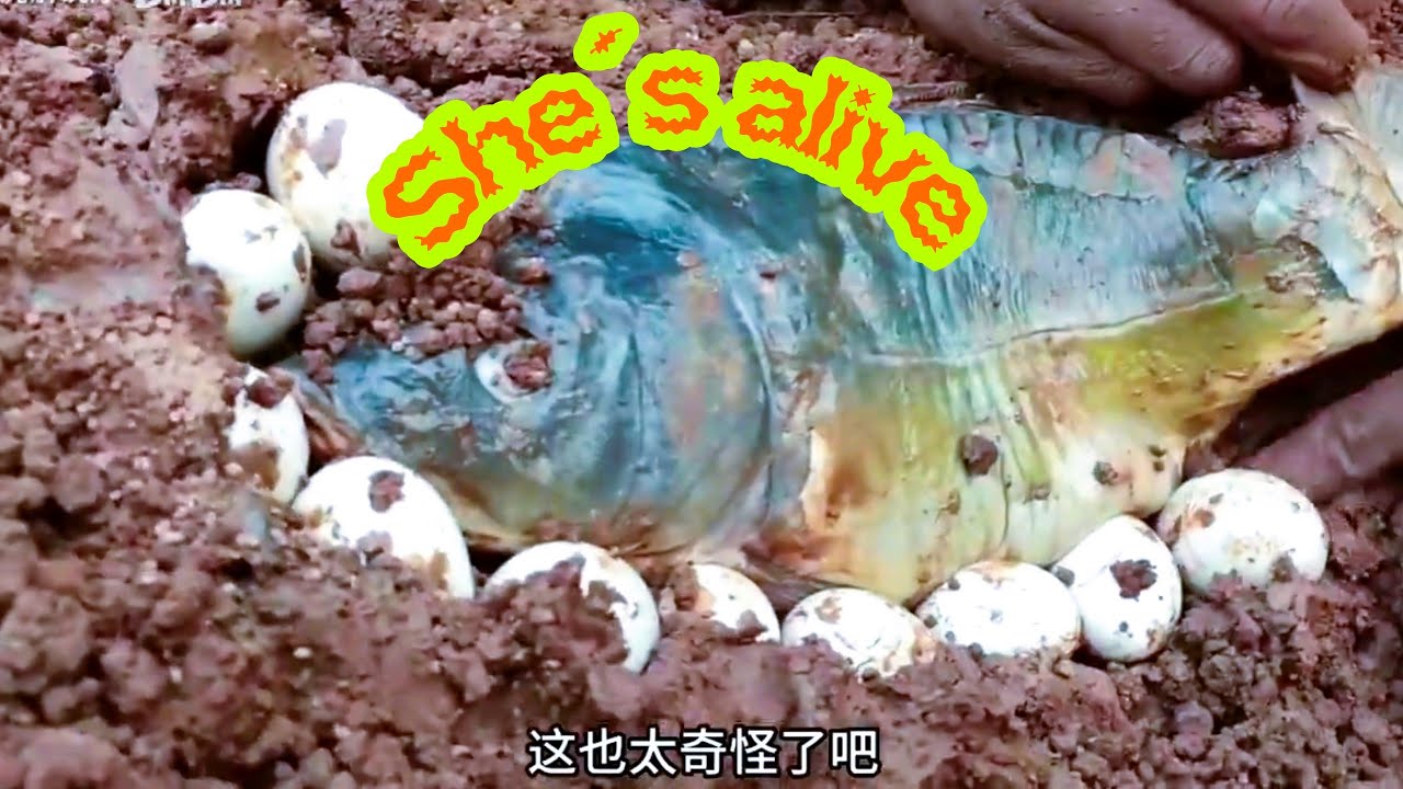 Рыбак сорвал куш, обнаружив множество рыб, откладывающих икру под землей.