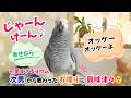 【じゃんけん】可愛すぎるヨウム、次男から教わったお喋りに興味津々😯