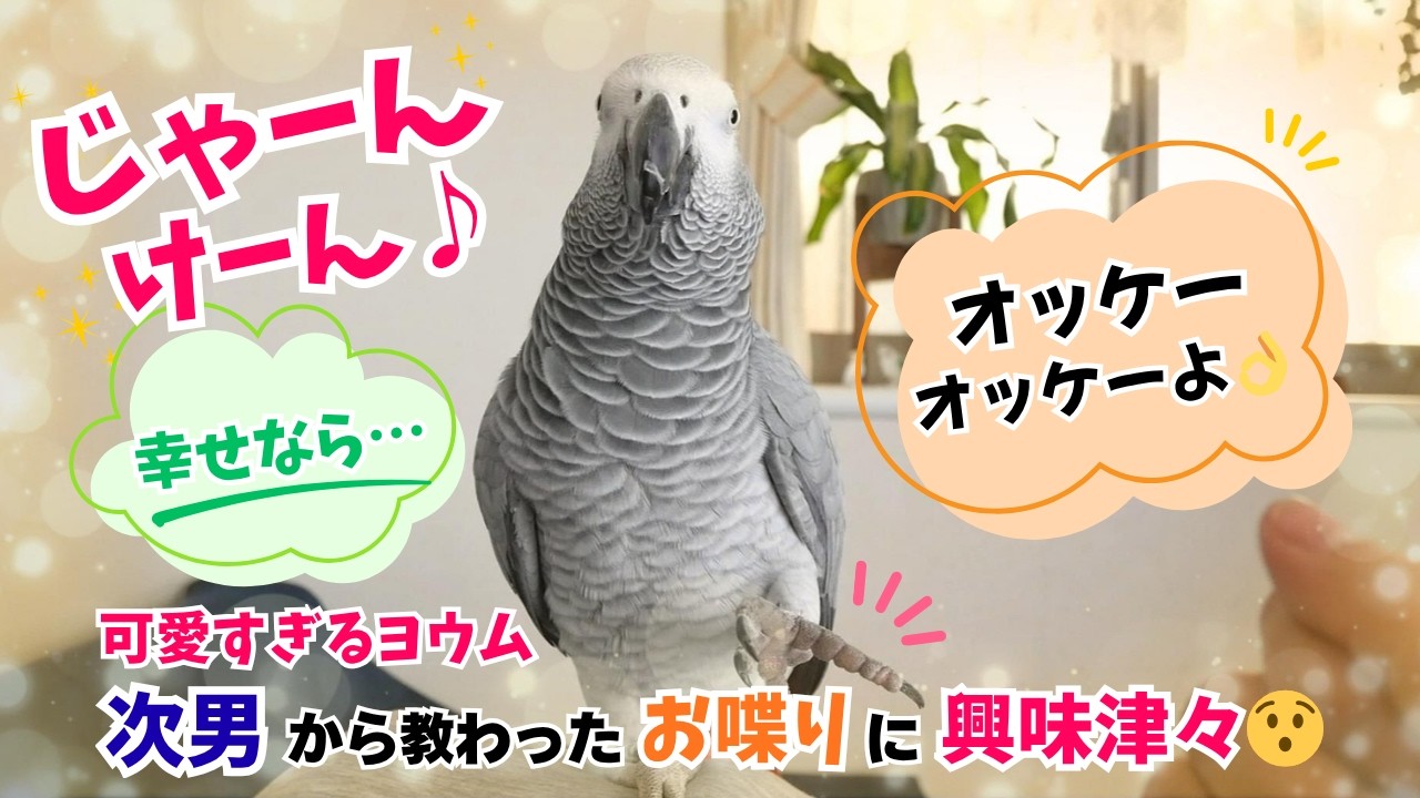 【じゃんけん】可愛すぎるヨウム、次男から教わったお喋りに興味津々😯