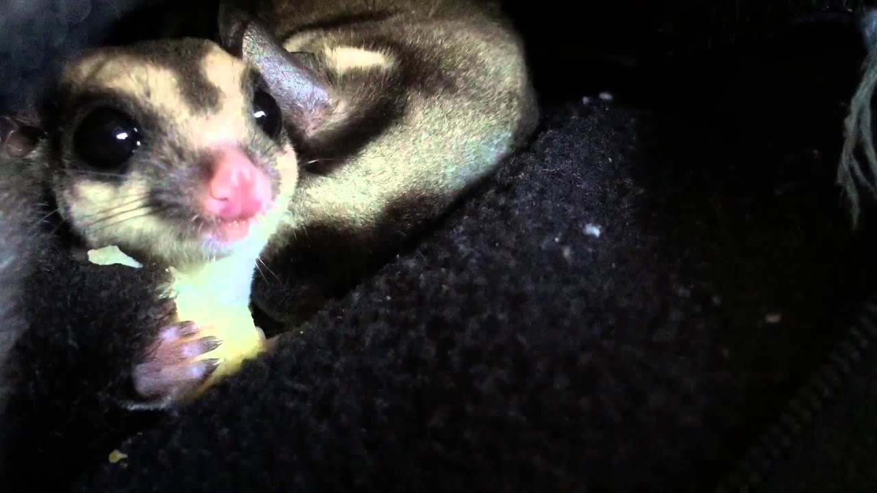 Sugar Gliders Eating an Apple YouTube