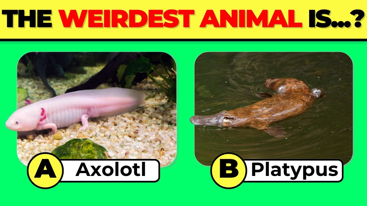 How Good Is Your Knowledge of WEIRD ANIMAL FACTS? 🐙 50 Strange Trivia ...