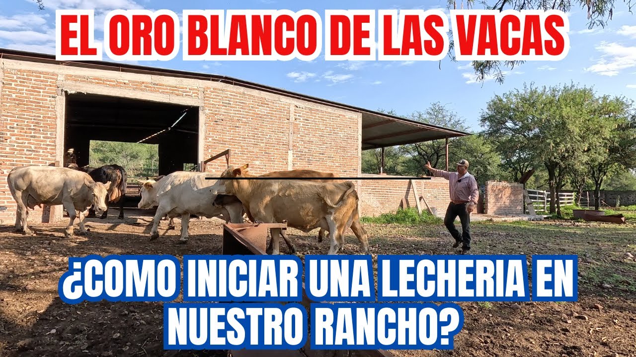 ¿Cómo INICIAR una LECHERÍA en nuestro RANCHO? | El ORO BLANCO de las VACAS | PARTE 1| RancheandoAndo