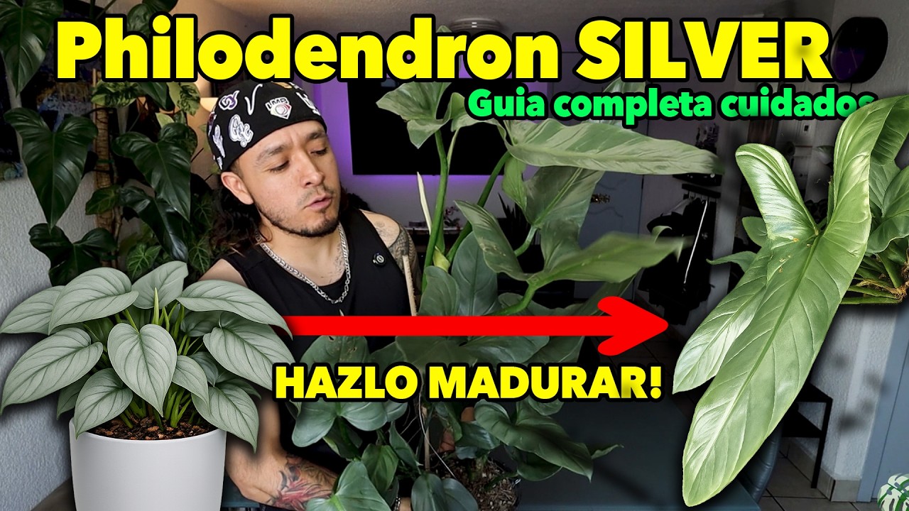 Cuidados del Philodendron Silver o Hastatum ¡Un Philodendron Fácil de Cuidar!