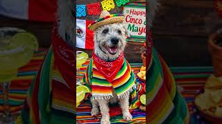 Newman’s Adventures | Mr. Newman Celebrates Cinco de Mayo in Style @TheNewmanTales