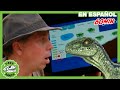 Parque de T-Rex | ¡Dinosaurios y tiburón Megalodón gigante! Búsqueda de Dinosaurio T-Rex bebé