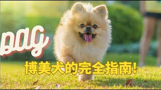 最受歡迎的家庭寵物！ 博美犬完全指南