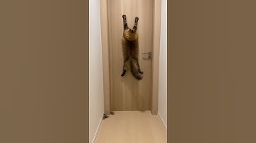 HILARIOUS FAIL: Fluffy Cat Tries to Climb Door & Slides Down! (Loud Screech) 🚪