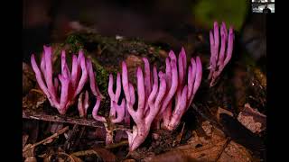 Mushrooms of Ecuador, with Alan Rockefeller