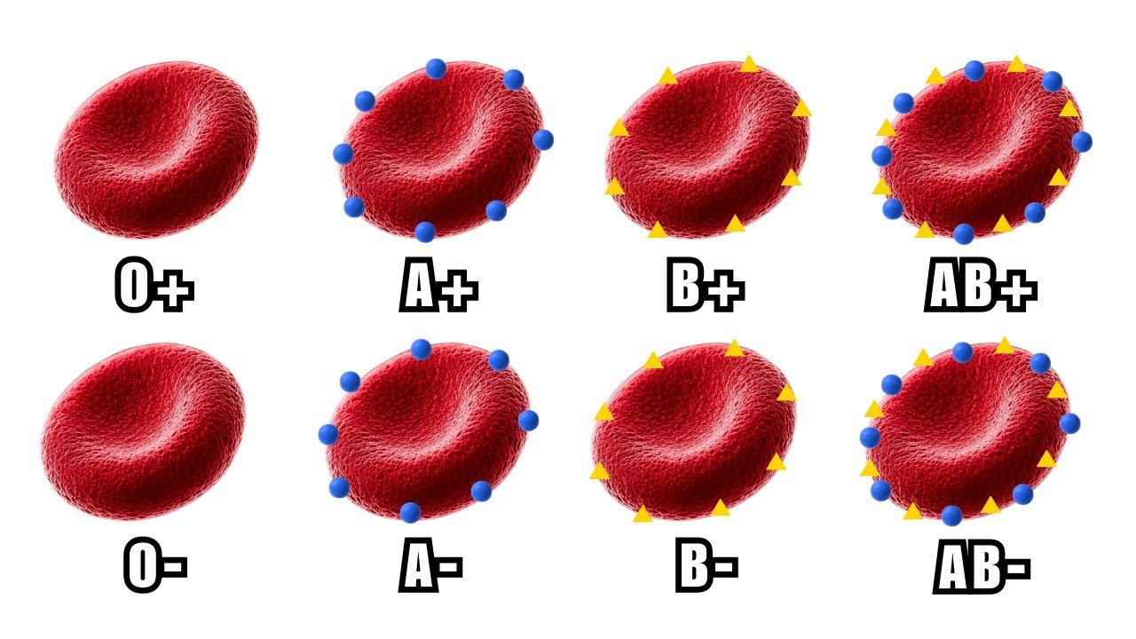 What Your Blood Type Secretly Reveals About You