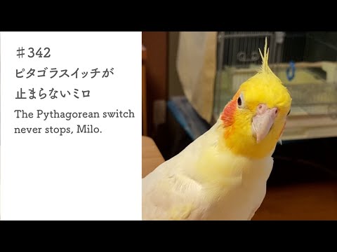 ♯342　ピタゴラスイッチが止まらないミロ｜The Pythagorean switch never stops, Milo.