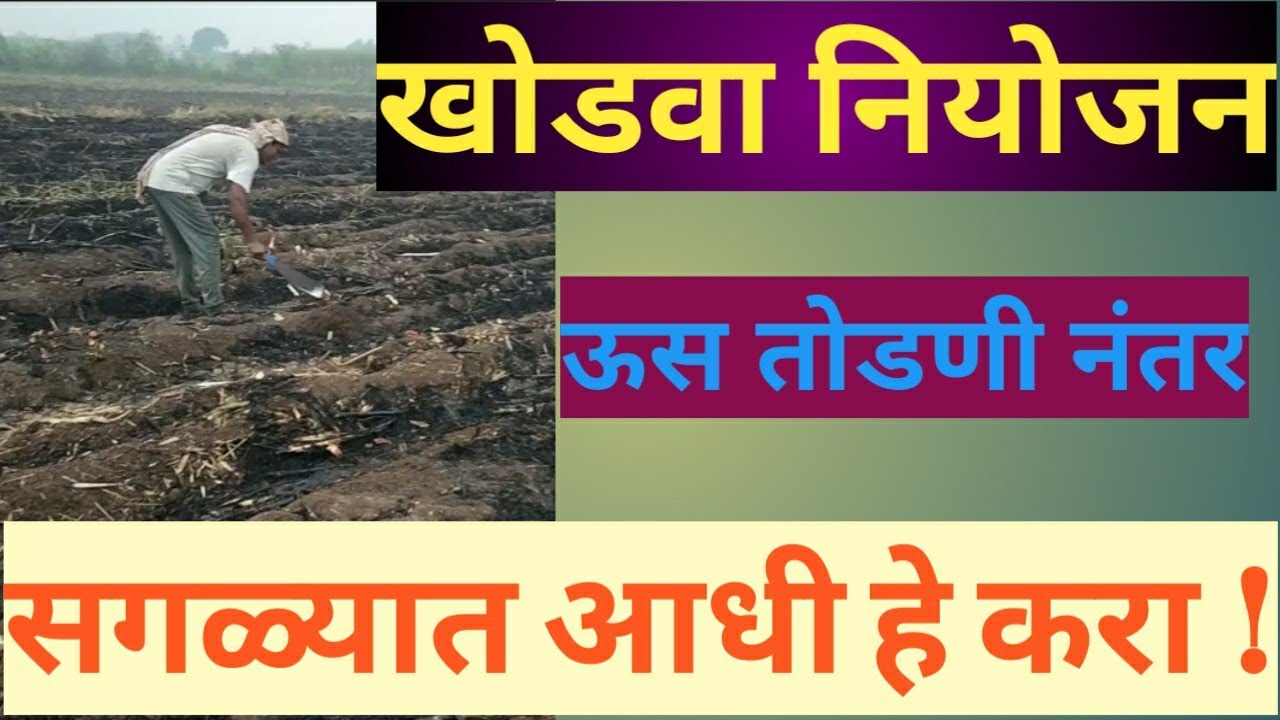 खोडवा ऊसाचे व्यवस्थापन भाग-1 | ऊस तोडणी झाल्यावर सगळ्यात आधी हे करा | खोडवा ऊस व्यवस्थापन