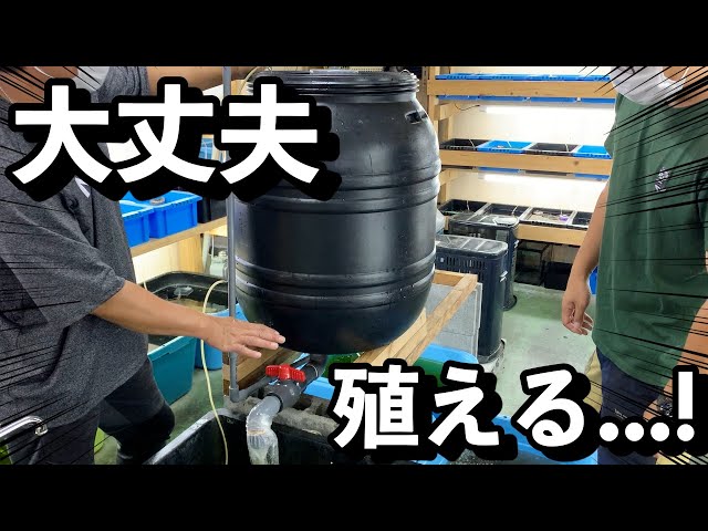 本家ミジンコフエール 値段交渉OK♪