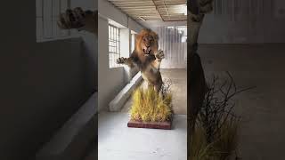 Breathtaking Full-Mount Lion – A True Masterpiece | Splitting Image Taxidermy