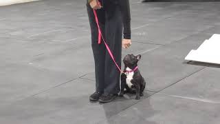 Ruby - French Bulldog obedience montage