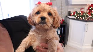 Puppy Growing from 8 Weeks to 1 Year | Cavapoo Puppy