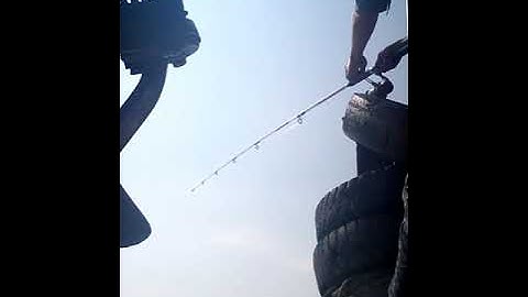 Điểm câu cá ngát, cá út ( bến tàu biển )