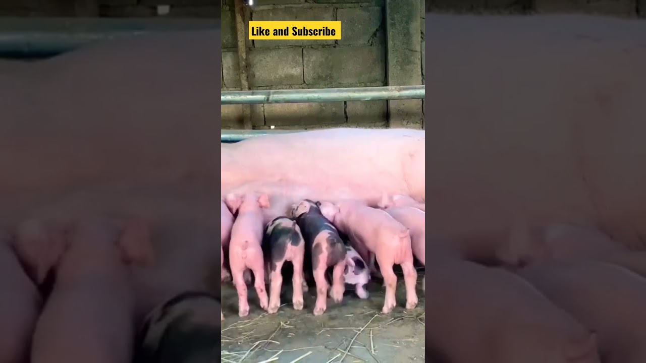 "Can You Believe What This Mama Sow Did with Her Piglets?!"