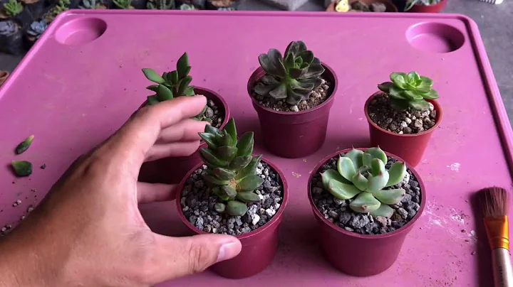 RE POTTING MY TOKEN SIZE SUCCULENTS I HubbsKORNER