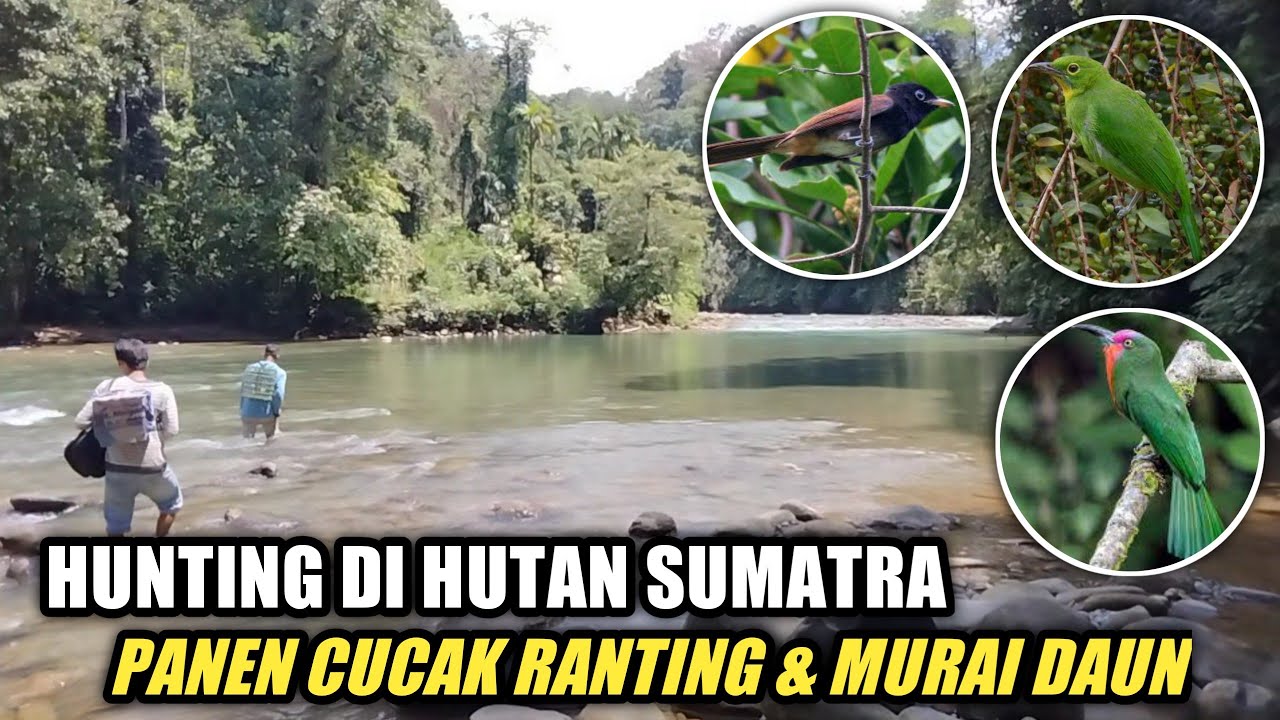 memikat burung di hutan Sumatra tak di sangka hasilnya...?