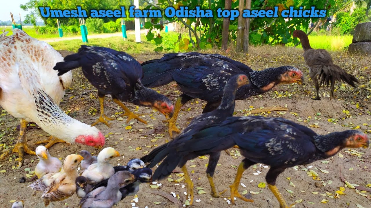 Odisha aseel breed top chicks hen rooster parrot beak long tail aseel  world favourite fancy chicken