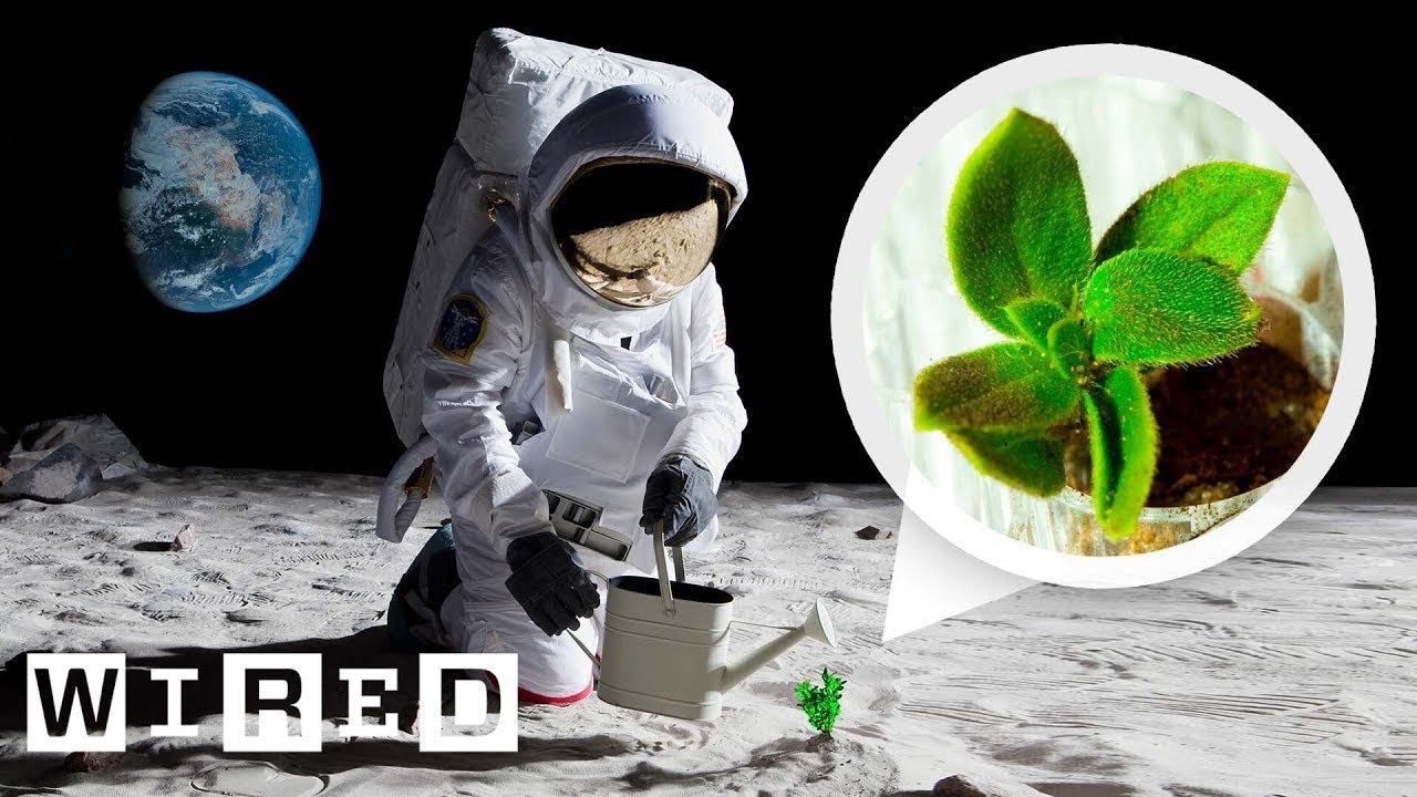 How Artemis Astronauts Plan to Grow Plants on the Moon | WIRED