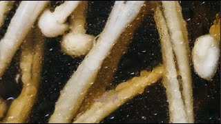 Matthias Lindermayr - Triptych (Official Audio)