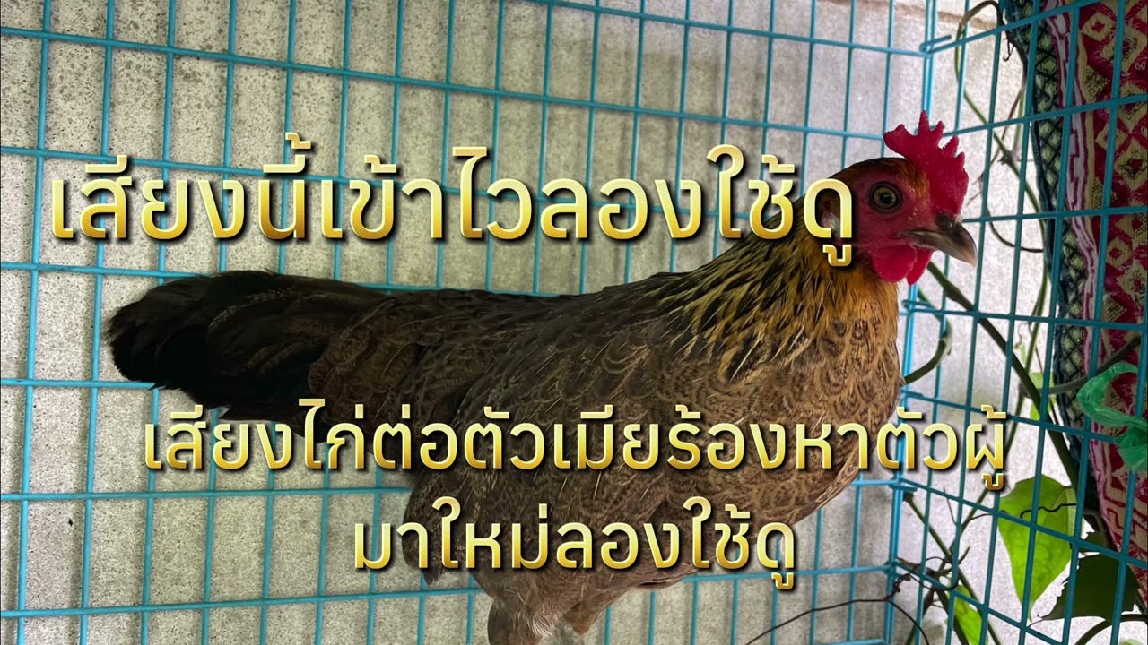 เสียงไก่ต่อตัวเมียร้องหาตัวผู้ เสียงนี้ได้ผลจริงเข้าไว
