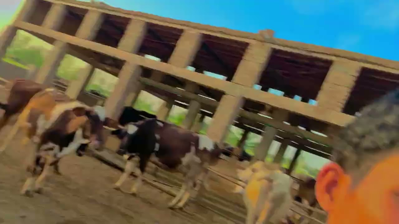 چاوائی کا ٹائم ہے سب بھائی دودھ نکال رہے ہیں 