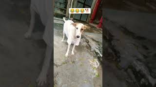funny dogs video 📷😂 #dog #shorts