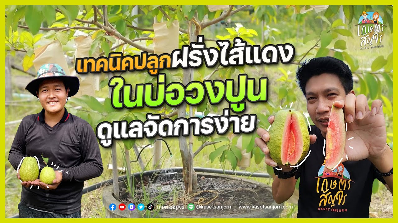 เทคนิคการปลูกฝรั่งไส้แดง 