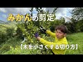 【みかんの剪定】たった一つの切り方を守るだけ!木を小さくする切り方をご紹介します。