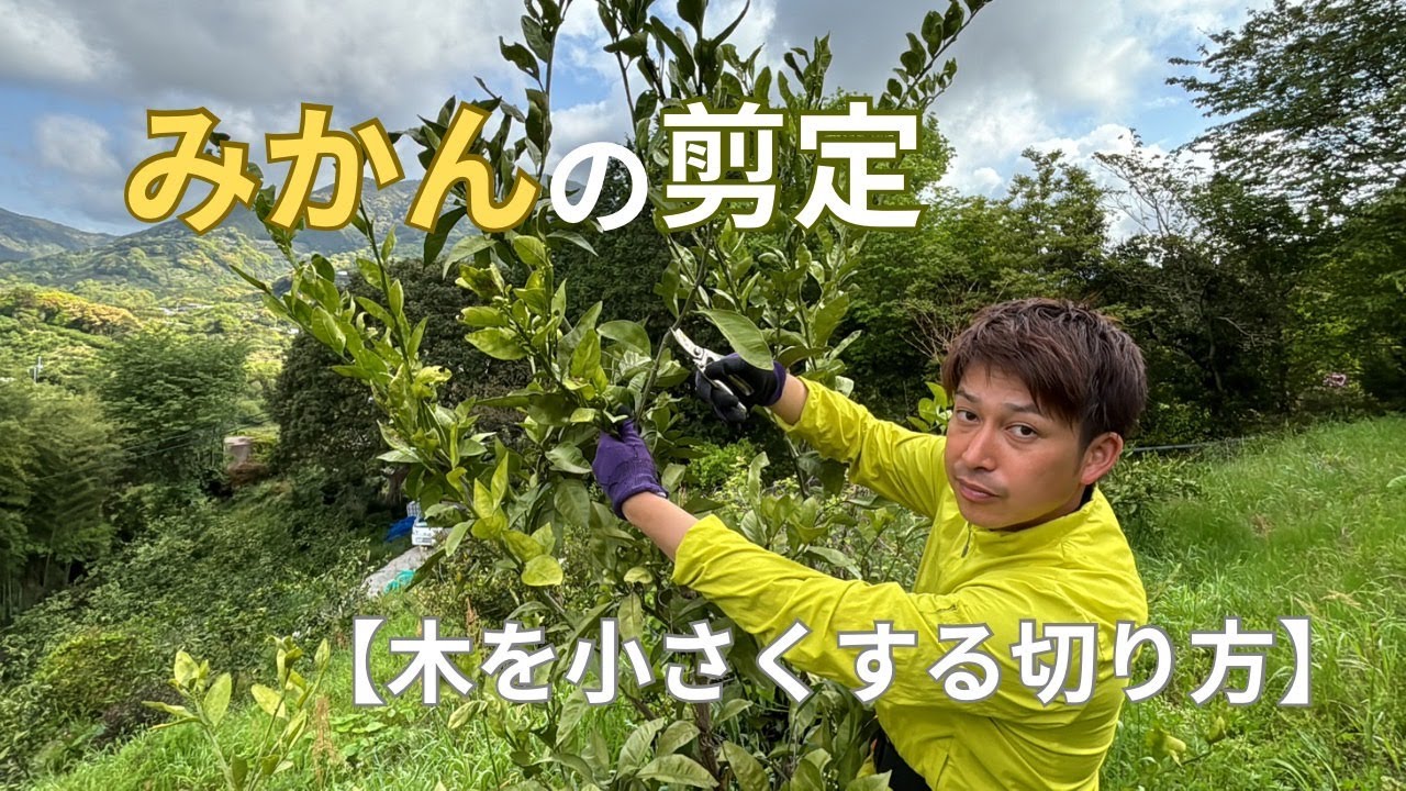 【みかんの剪定】たった一つの切り方を守るだけ！木を小さくする切り方をご紹介します。