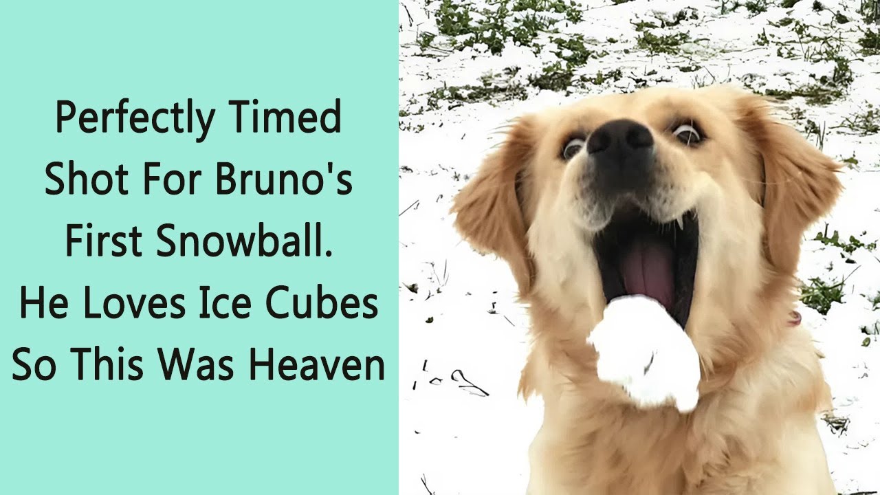 50 Animals Experiencing Snow For The First Time — And Their Reactions Are Priceless