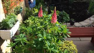 Red Lupin Russell Hybrid, Massive Plant