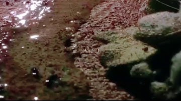 The Secrets of Slug Slime | Wild Life