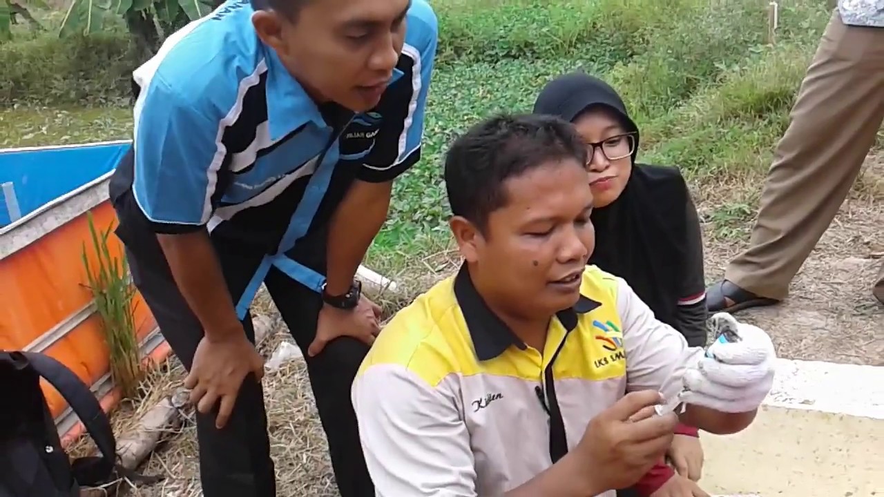 Pemijahan Ikan Lele Lengkap 