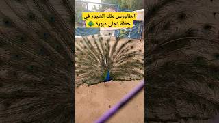 الطاووس ملك الطيور في لحظة تجلي ساحرة و مبهرة 🦚 #طاووس