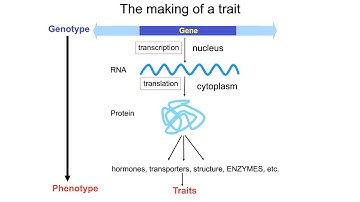 Mutations and the Steps of Translation